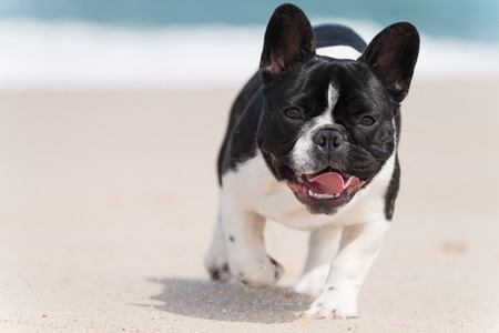 French bulldog running on the beachの写真素材