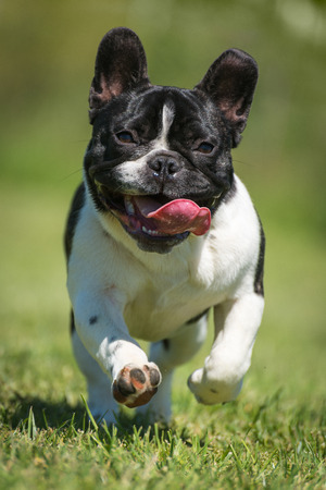 French bulldog running on green grassの写真素材