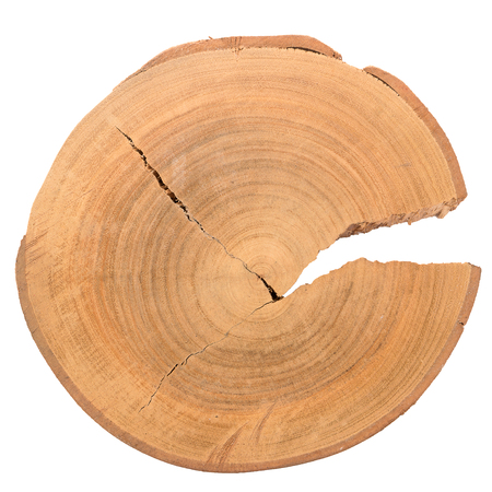 Wood log slice cutted tree trunk isolated on white, top view.の写真素材
