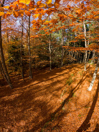 SÃ£o LourenÃ§o Beech Tree Forest, pathway leaves fall in ground landscape on autumnal background in November, Manteigas, Portugal.の写真素材