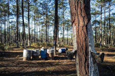 Extraction of natural resin from pine tree trunks in Ovar - Portugal.の写真素材