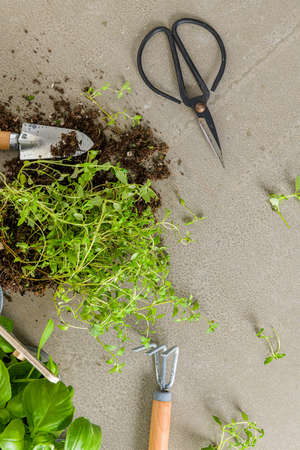 Home gardening. Thyme and basil bush in pots, and gardening tools on concrete stand.