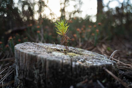 Small and young green pine tree growing in a natural environment. A new pine tree grows on top of...