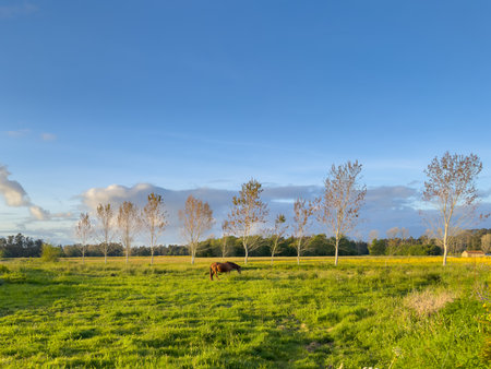 Horse grazing in a green field with trees on a clear day during sunset.の写真素材