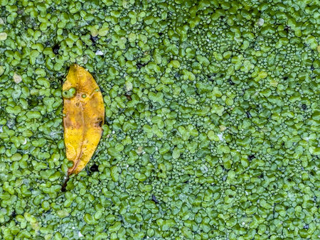 Top view of lemna Minor also known as duckweed with a yellow leaf on the left.