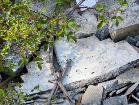 OVAR, PORTUGAL - 16 JUNE 2023: Waste from demolition works. Dump in the Forest Perimeter of Dunas de Ovar, Portugal.のeditorial素材