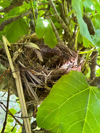 Empty bird's nest hidden in the middle of leaves on a fig tree.の写真素材