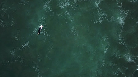 Young surfer girl wearing wetsuit, seeking for waves on a morning surfing session.