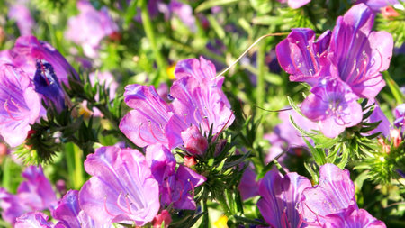 Flowers of purple viper's bugloss (Echium plantagineum) also known as Paterson's curse