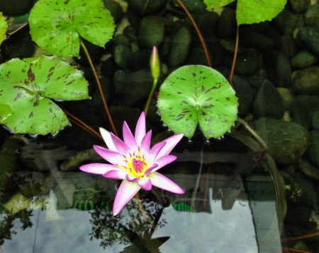 Water lily on a small pondの素材