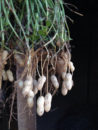 Peanut with root attachedの素材