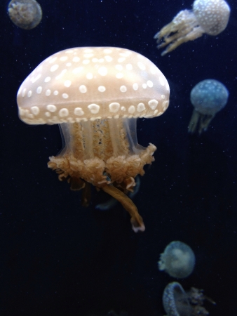 Jellyfish swimmingの素材