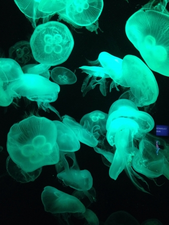 Group of jellyfish の素材