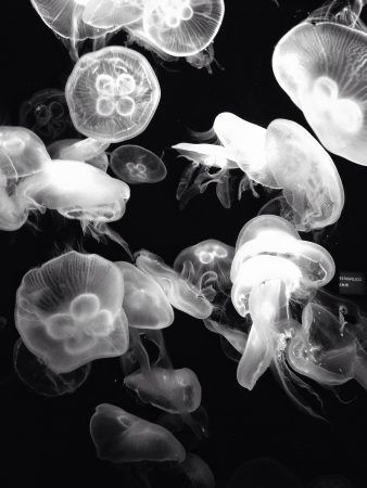 Group of jellyfish swimmingの素材