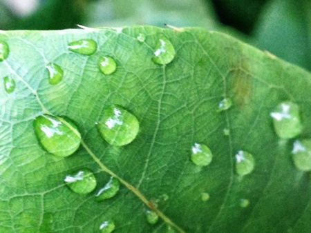 Water drops on leafの素材