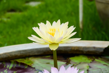 water lilyの写真素材