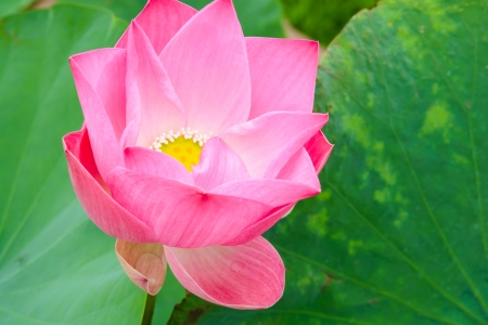 pink Lotusの写真素材