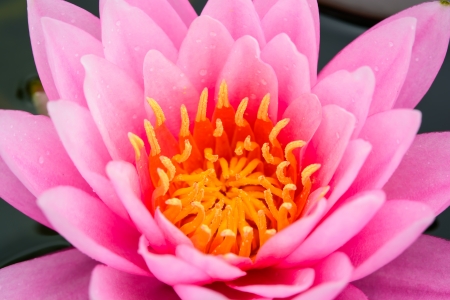 Water Lilyの写真素材