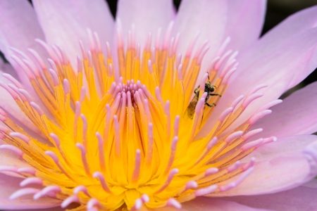 Water Lilyの写真素材