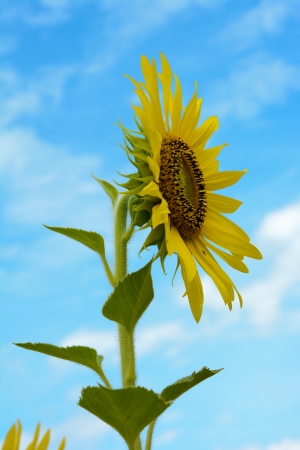 sunflowerの写真素材