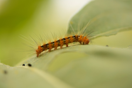 Caterpillar on Leafの写真素材