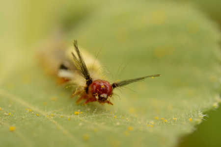 Caterpillar on Leafの写真素材