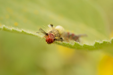 Caterpillar on Leafの写真素材