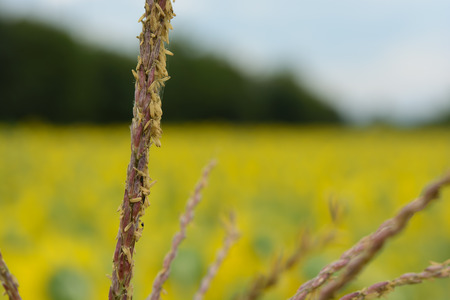 Cornflowerの写真素材