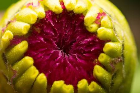 Pink Flowerの写真素材