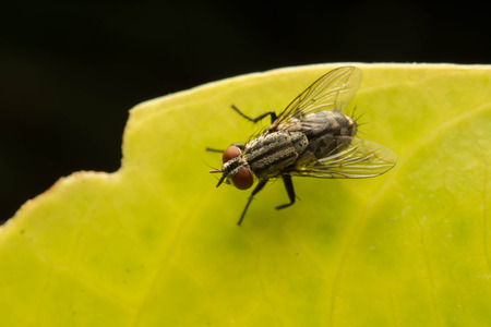 housefly
