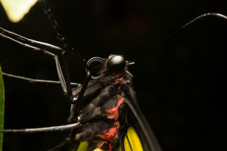 butterflyの写真素材