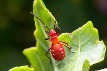 red bugの写真素材