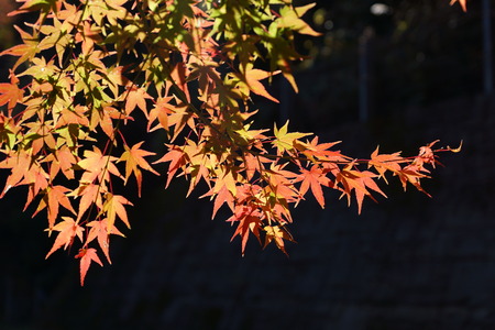 Autumn leaves