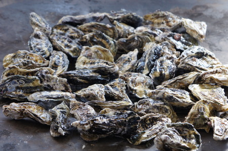 Oyster
