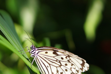 Butterflyの写真素材