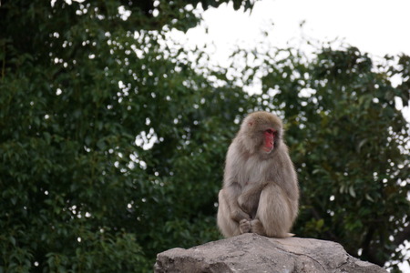 Monkey