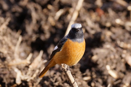 Redstart
