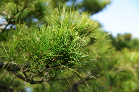 Pine leavesの写真素材