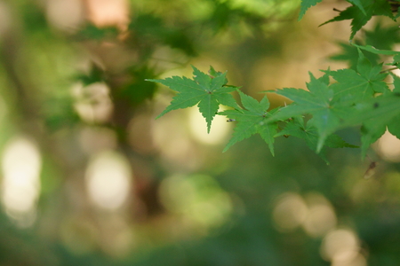 the autumn leavesの写真素材