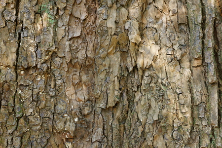 Tree trunk textureの写真素材