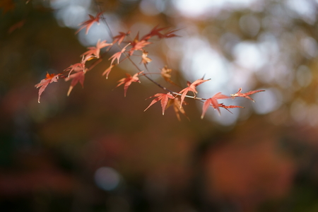 Autumn leavesの写真素材