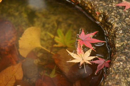 Maple in the puddleの写真素材