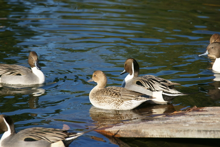 Spot-billed duckの写真素材