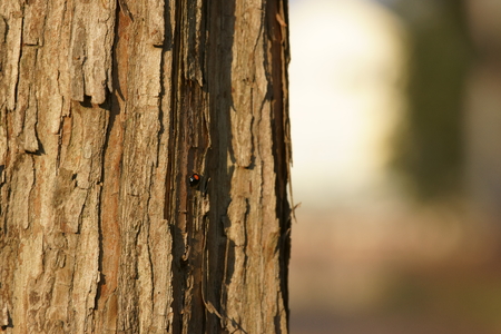 Tree trunkの写真素材