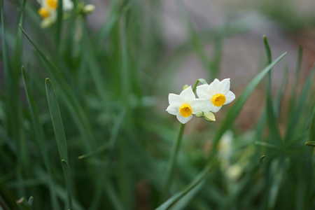 Narcissusの写真素材