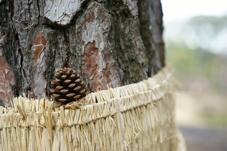 Pine conesの写真素材