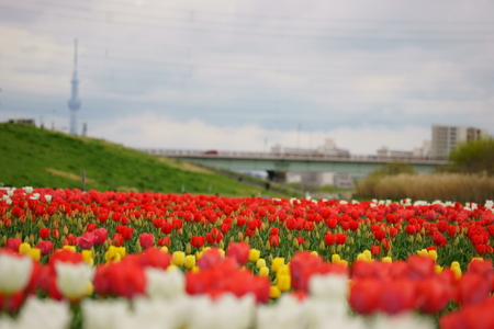 Tulipの写真素材