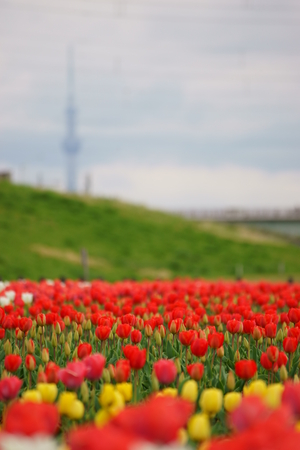 Tulipの写真素材