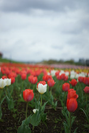 Tulipの写真素材