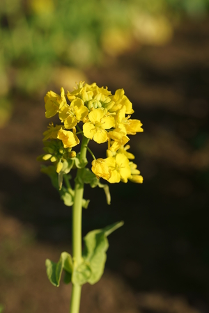 Field mustard